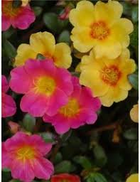 E' chiamata comunemente porcellana, mentre il suo nome scientifico è portulaca oleracea; Pianta Portulaca