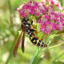 It'll deter them from foraging on your flowering plants, but they'll keep nesting in your yard unless the soil's condition changes. Deterring Bees With Plants Learn How To Repel Bees And Wasps Get Rid Of Wasps Wasp Deterrent Bees And Wasps