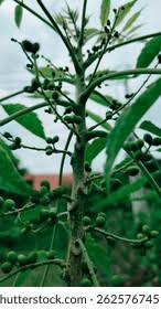 Image result for Brucea antidysenterica