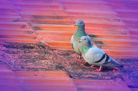 1 people have already reviewed coventry city council commercial pest control. True Insights Into Commercial Pigeon Control Bug Busters Birmingham