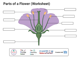 Designed to support a third grade science curriculum, this worksheet makes an appealing addition to a lesson on flower and. Monocot Vs Dicot Flower Definition Structure 6 Differences Examples
