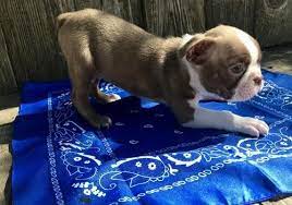 Maybe you would like to learn more about one of these? Boston Terrier Puppy For Sale Adoption Rescue For Sale In Fort Collins Colorado Classified Americanlisted Com