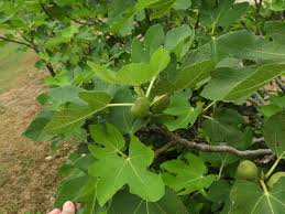 Image result for Carica