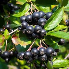 The tree varieties that grow best indoors are those that make. Fruit Trees Order Fruit Trees Online The Tree Center