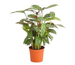Korbmarante Compact Star Dehner Garten Center 5 99 Pflanzen Korbmarante Zimmerpflanzen