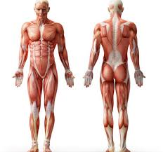 The chart provides a broad view as to where the muscles are located (originate. Myofascial Meridians The Lateral Line Walking In A Straight Line