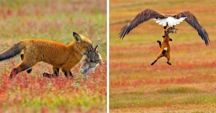Photographer Shoots Epic Battle Between Fox And Eagle Over Rabbit, And It Gets More And More Epic With Each Photo | Bored Panda