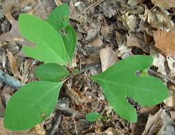 These same roots were traditionally used in the making of root beer, and the familiar scent is prevalent in the leaves and wood. Sassafrass The Big Tree For August Unh Extension