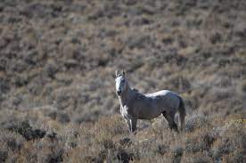 Paleontology shows that the wild horses come from north america, but that. History Of America S Wild Horses American Wild Horse Campaign