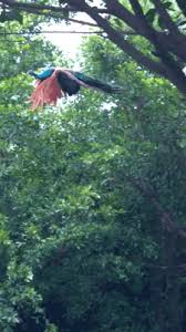 Colorful Birds Flying In The Sky Gif Https Encrypted Tbn0 Gstatic Com Images Q Tbn 3aand9gctdyhgycgcrph0syso6lsn3lrknw Rp5y82hq Usqp Cau