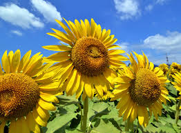The sunflower is the national flower of russia and ukraine. Best Deer Resistant Plants Plants That Deer Don T Eat