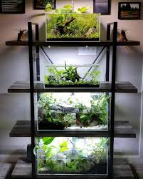 Tropica Aquarium Plants On Instagram What A Stunning Idea And Beautiful Execution On This Aquarium Rack From Lissa Aquariu Betta Aquarium Aquarium Fish Tank