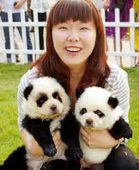 Incredibly Cute Picture Of Panda Babies I Love Baby Animals Panda Dog Panda Puppy Baby Animals