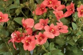 Image result for ostruhatka