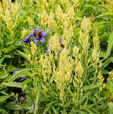 Image result for Celosia pandurata