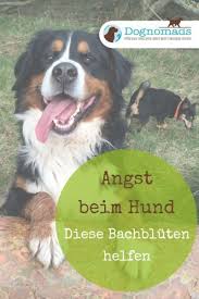 darum wirken fertige mischungen gegen angst oft nicht angstlicher hund hunde hund angst