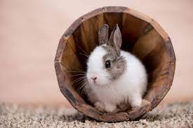 The only way vacation could get any better is if you didn't have to leave your pet behind. Pets For Kids The Top 13 Low Maintenance Animals Petspyjamas