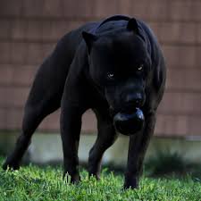 Pin By Bella Honey On Dogs Dogs Black Pitbull Beautiful Dogs