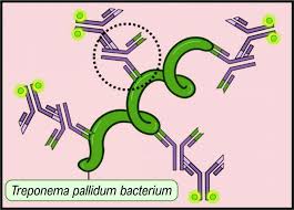 Image result for Treponema