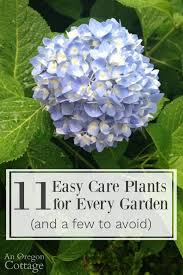 Some favorite classic perennial varieties include goldsturm (in photo), cherokee sunset, prairie sun, and fulgida. 11 Easy Care Plants For Every Garden And A Few To Avoid An Oregon Cottage