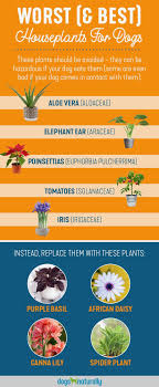 This perennial plant is native to north america and was traditionally used for medicinal purposes. 5 Poisonous Plants For Dogs 4 Safe Alternatives