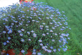 Image result for Felicia aethiopica