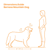 Tumblr is a place to express yourself, discover yourself, and bond over the stuff you love. Bernese Mountain Dog Size Comparison Bernese Mountain Dog Mountain Dogs Bernese Mountain