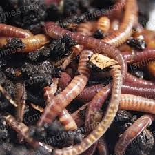 Lombrics Vers De Compostage 200g Avec Images Lombricompostage Compostage Lombricomposteur