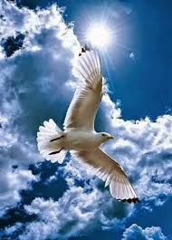 Free Images Birds In Flight And A Free Bird Leaps On The Back Of The Wind And Float Downstream Till The Current Ends And Dips His Wing In The Orang Colorful Birds Pet Birds Sea Birds