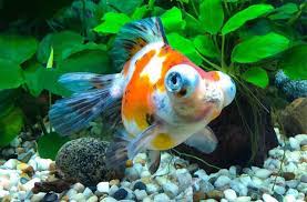 A fluval 406 will cost you more than 200 us dollars in store. The Telescope Eyed Fancy Goldfish Fancy Goldfish Goldfish Care Goldfish Info