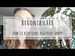 Cane Begonia Care Youtube Begonia Begonia Maculata House Plant Care