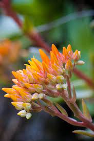 Photo Sharing Flower Essences Flowers Photo