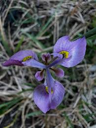 Image result for Kedrostis capensis