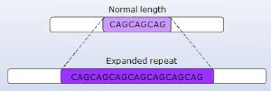 Trinucleotide Repeat Expansions Flashcards Quizlet