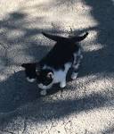 Peggy Lee - The Siamese Cat Song