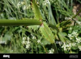 Image result for Alepidea