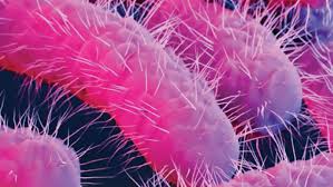 Image result for Shigella