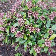 Il falso gelsomino presenta anche fiori ovali e lanceolate, di colore verde scuro da adulte e verde chiaro da giovani. Skimmia Japonica Rubella In Vendita Online My Green Help