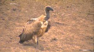 Dikaya Priroda Afriki Afrikanskij Grif Obelsya Padalyu White Backed Vulture After Eating Carrion Youtube
