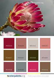 Pin By Jason Miller On Colours Pink Color Combination Seeds Color Color Palette