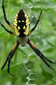 I am curious to find out if i can do anything to preserve the longevity of my favorite garden spider, which i have now named opedius. Spiders In The Garden Finegardening