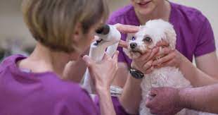 Maybe you would like to learn more about one of these? Homepage Animal Eye Care Of New England