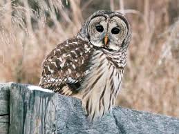 Barred Owl Identification All About Birds Cornell Lab Of