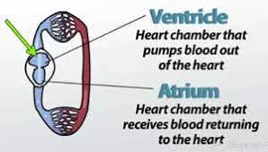A loop from the heart goes to Circulatory System Iii The Heart Video Lesson Transcript Study Com