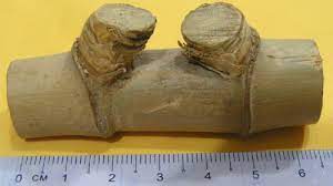 Definisi/arti kata 'buku 2 ' di kamus besar bahasa indonesia (kbbi) adalah n 1 tempat pertemuan dua ruas (jari, buluh, tebu); Ajilpost Buluh Bertemu Ruas