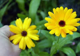 If you would like to make this soap, you could also add some hydrosols. Guide To Using Herbs And Flowers In Soap Recipes Lovely Greens