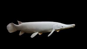 Maybe you would like to learn more about one of these? Fish Gar Isolated Photos Free Royalty Free Stock Photos From Dreamstime
