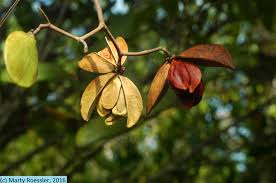 Image result for Hippocratea