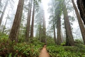 Check spelling or type a new query. Lady Bird Johnson Grove Outdoor Project