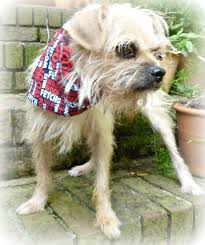 If you're a hunter, dismiss your pet first. Adopt Griff On Petfinder Dog Adoption Dog Pounds Animal Rescue